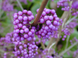 Callycarpa bodineri var. giraldii 'Profusion'